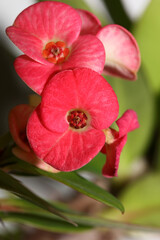 Fototapeta na wymiar Euphorbia milli flower close up family euphorbiaceae modern background high quality prints