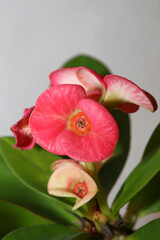 Euphorbia milli flower close up family euphorbiaceae modern background high quality prints