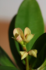 Euphorbia milli flower close up family euphorbiaceae modern background high quality prints