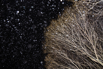 Snowfall, Falling snow in winter night. Trees branches in snow, abstract background with copyspace