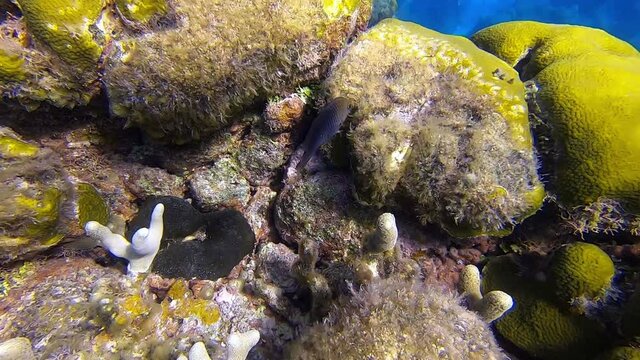 PEQUE&Ntilde;O PEZ ANGEL EN CORAL
SMALL ANGELFISH ON CORAL
