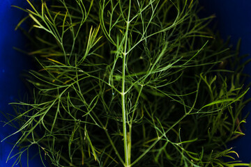 simple food ingredients, fresh dill herbs just picked up from the garden