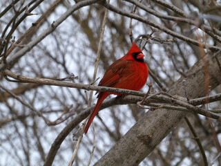 Red male cardinal bird sitting on the branch