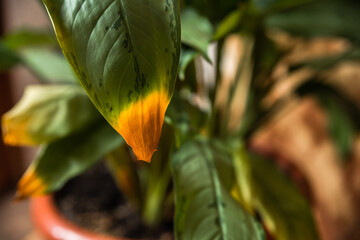The tip of the leaf of a house plant wilted and dried up.