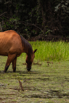 Cavalos pastando no Maribus © Dhan Ribeiro