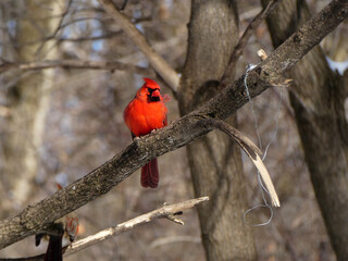 Male cardinal bird sitting on the branch