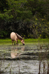 Cavalos pastando no Maribus