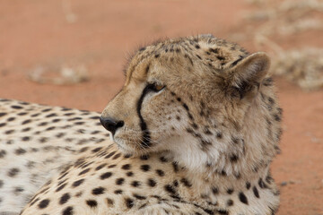 Naklejka na ściany i meble Adult Cheetah in South Africa