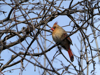 Female cardinal bird sitting on the branch