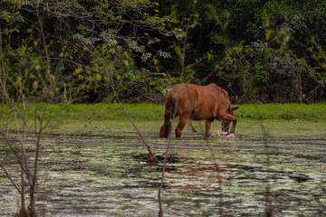 Cavalos pastando no Maribus