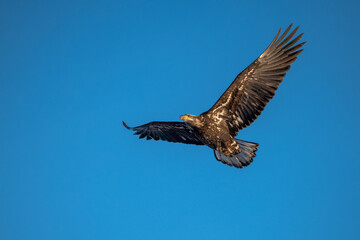 Young bald eagle flying