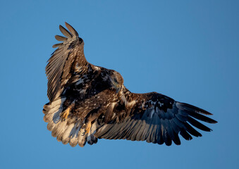 Juvenile bald eagle just after taking off