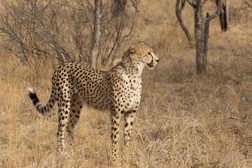 Adult Cheetah in South Africa