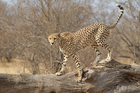 Adult Cheetah in South Africa