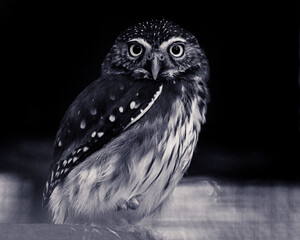 black and white owl