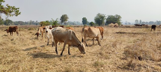Asian cattle foraging in the fields