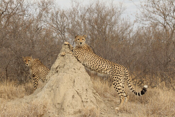 Adult Cheetah in South Africa