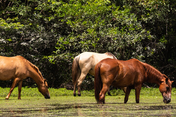 Cavalos pastando no Maribus