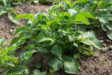 potato plant