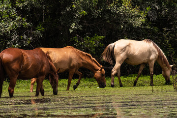 Cavalos pastando no Maribus