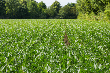 Naklejka premium cornfield