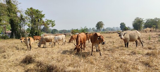 Fototapeta na wymiar Asian cattle foraging in the fields