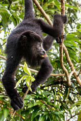 Baboon hanging 