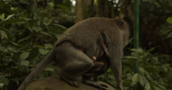 Mother macaque monkey with two nursing baby sitting on a rock. Female monkey carrying two baby monkeys clinging to her chest.