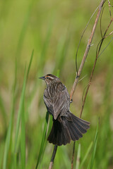 Colorful female Red-winged Blackbird on perch