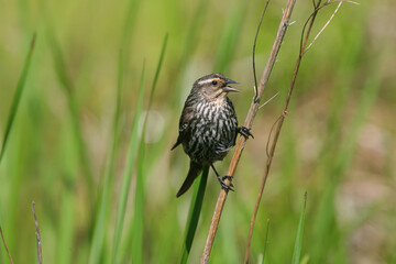 Colorful female Red-winged Blackbird on perch