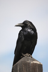 Fototapeta premium Common Raven at Yellowstone national park 