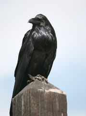 Common Raven at Yellowstone national park	
