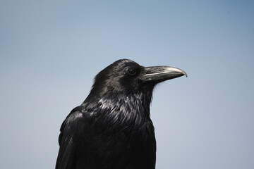 Fototapeta premium Common Raven at Yellowstone national park 