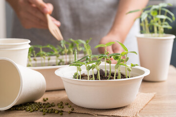 Organic plant growing in recycling biodegradable bowl with woman hand on wooden table, eco friendly...