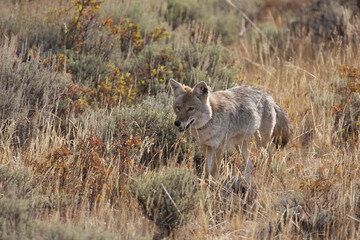 Adult North American Coyote with a radio Collar in Yellowstone national Park
