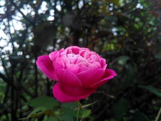 
Red roses in garden after rain - Garut, West Java, Indonesia