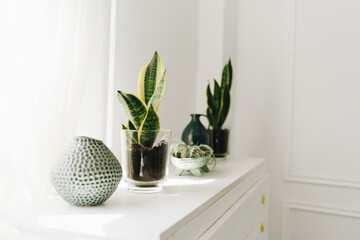 Green house plants in pots as beautiful interior decoration. Nature in home decor and coziness