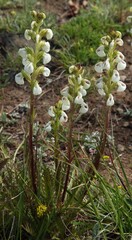 Coiled Lousewort (Pedicularis contorta) white wildflower in Wallowa Mountains, Oregon