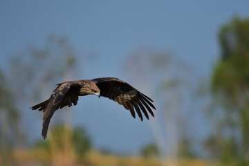 A medium sized bird Male and female have the same characteristics. The body is dark brown and yellow both above and below. Dark brown wings The tail is shallow, the mouth is short, sharp and black.
