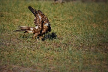 A medium sized bird Male and female have the same characteristics. The body is dark brown and yellow both above and below. Dark brown wings The tail is shallow, the mouth is short, sharp and black.
