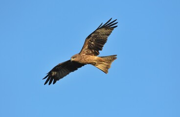 A medium sized bird Male and female have the same characteristics. The body is dark brown and yellow both above and below. Dark brown wings The tail is shallow, the mouth is short, sharp and black.