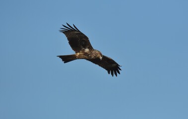 A medium sized bird Male and female have the same characteristics. The body is dark brown and yellow both above and below. Dark brown wings The tail is shallow, the mouth is short, sharp and black.