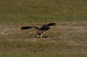 A medium sized bird Male and female have the same characteristics. The body is dark brown and...