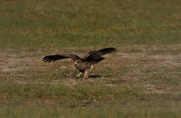 A medium sized bird Male and female have the same characteristics. The body is dark brown and yellow both above and below. Dark brown wings The tail is shallow, the mouth is short, sharp and black.