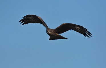 A medium sized bird Male and female have the same characteristics. The body is dark brown and...