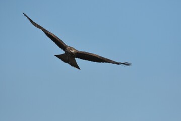 A medium sized bird Male and female have the same characteristics. The body is dark brown and yellow both above and below. Dark brown wings The tail is shallow, the mouth is short, sharp and black.