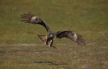 A medium sized bird Male and female have the same characteristics. The body is dark brown and yellow both above and below. Dark brown wings The tail is shallow, the mouth is short, sharp and black.