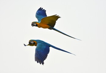 Macaws are a large family of hookbills. It is very popular to party because it has beautiful colors and is able to imitate the voice of people
