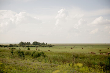 hay in the fields