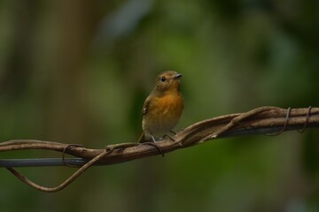 Fototapeta premium Classified from the same family of females with the head, the upper body and the blueish gray tail. The neck and chest are orange, crossed with the belly like a male